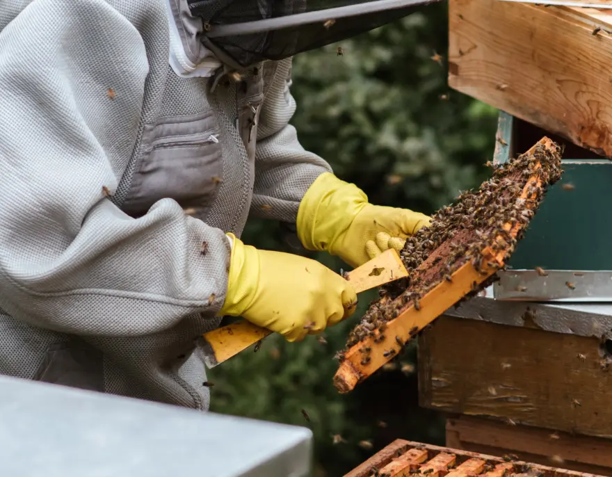 A beekeeper in yellow gloves lifts a frame of honeycomb covered in bees.
